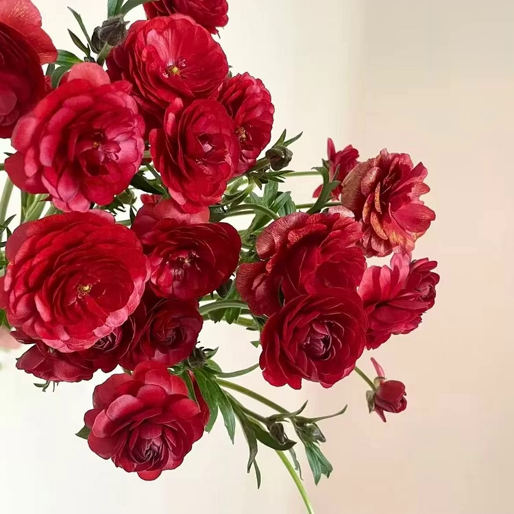 🌸 Grow Bouquet-Quality Flowers at Home with Ranunculus Bulbs 💐
