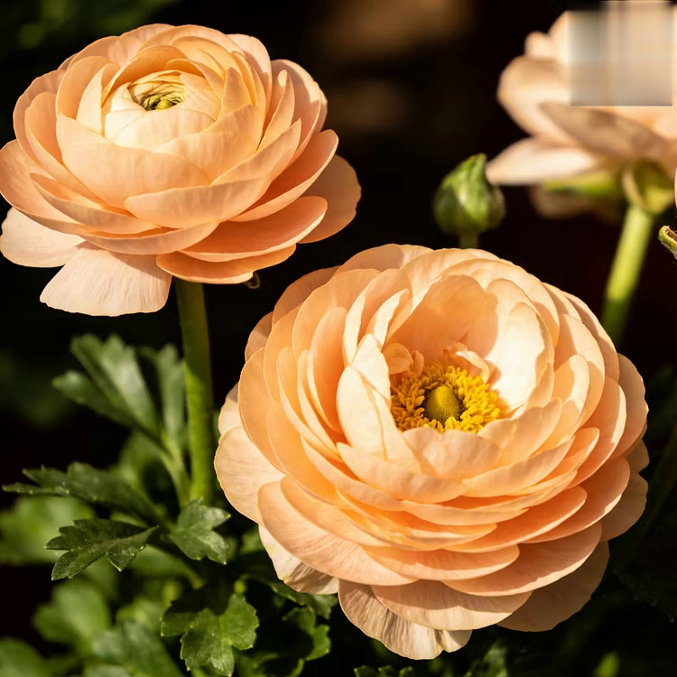 🌸 Grow Bouquet-Quality Flowers at Home with Ranunculus Bulbs 💐