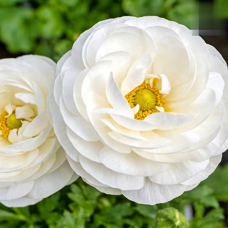 🌸 Grow Bouquet-Quality Flowers at Home with Ranunculus Bulbs 💐