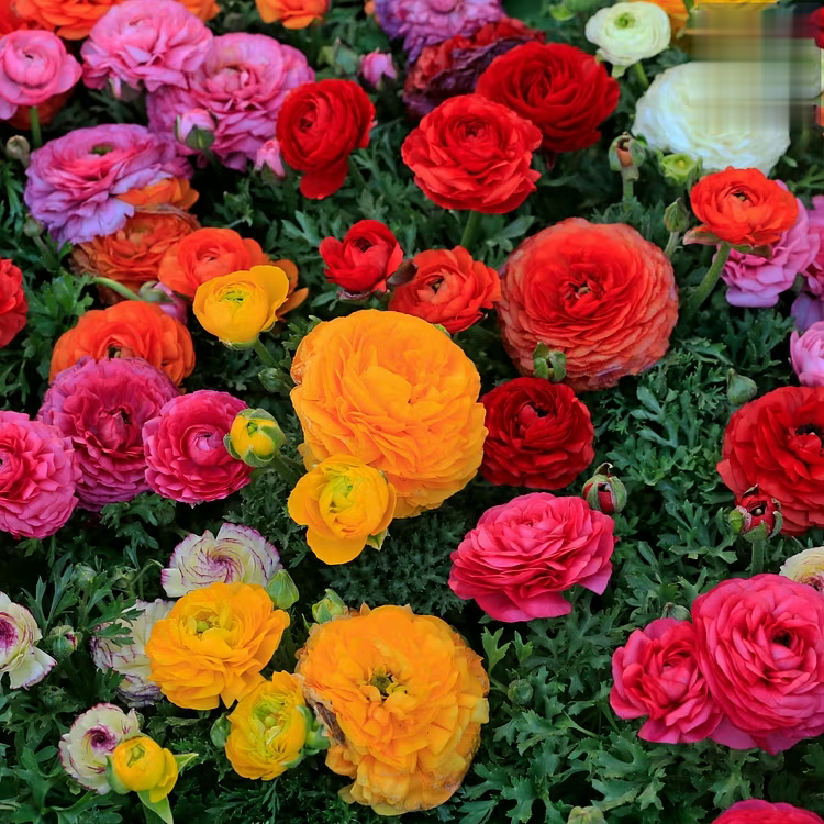 🌸 Grow Bouquet-Quality Flowers at Home with Ranunculus Bulbs 💐