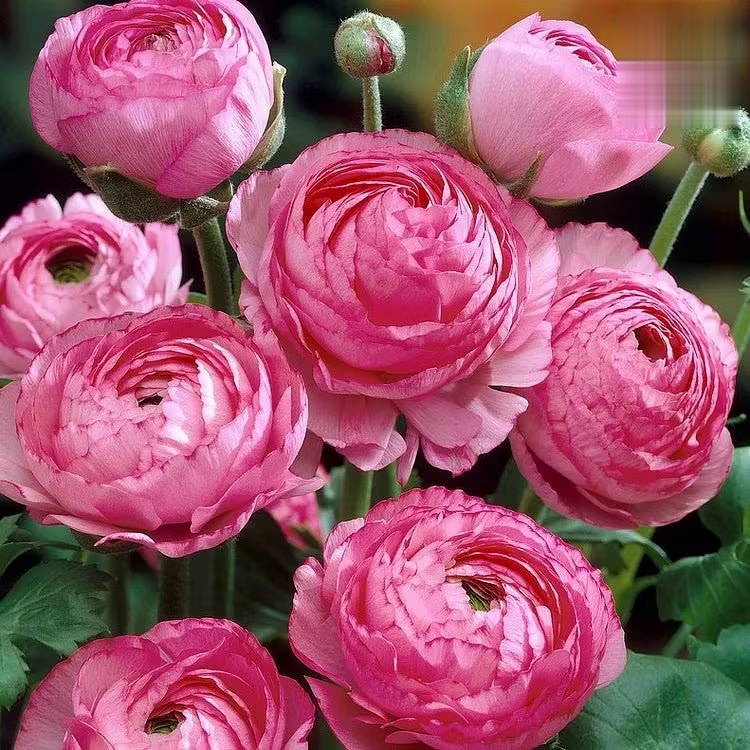 🌸 Grow Bouquet-Quality Flowers at Home with Ranunculus Bulbs 💐