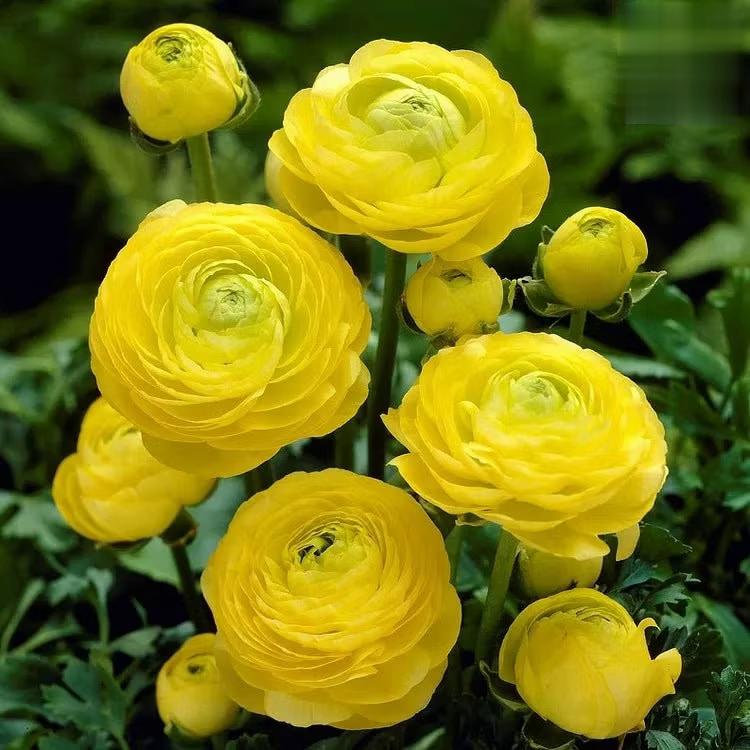 🌸 Grow Bouquet-Quality Flowers at Home with Ranunculus Bulbs 💐