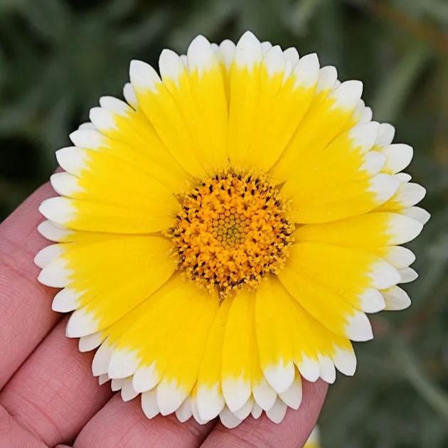 Tidy Tips (Layia Platyglossa) Seeds Great for butterfly and hummingbird gardens