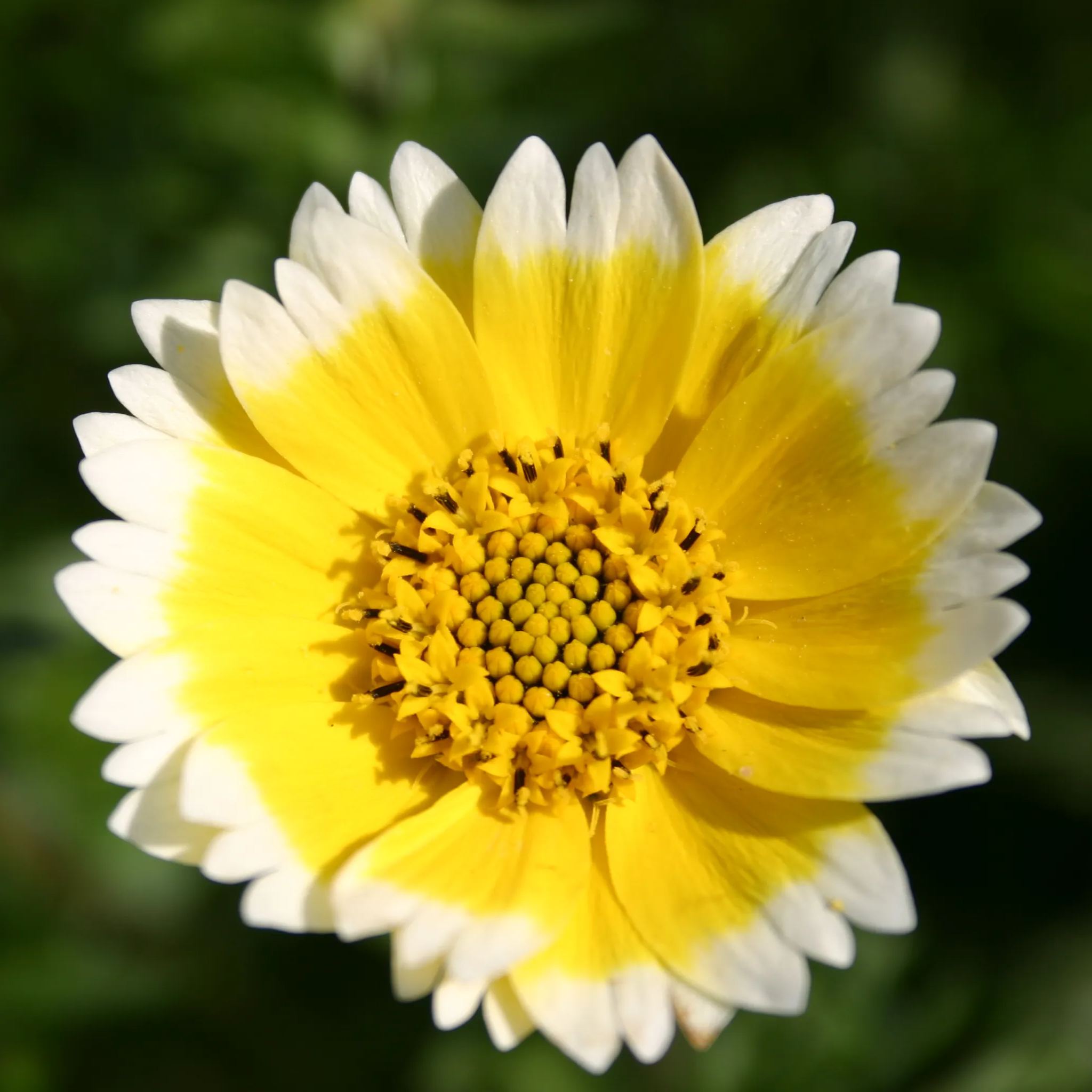 Tidy Tips (Layia Platyglossa) Seeds Great for butterfly and hummingbird gardens