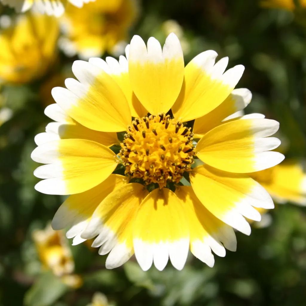 Tidy Tips (Layia Platyglossa) Seeds Great for butterfly and hummingbird gardens