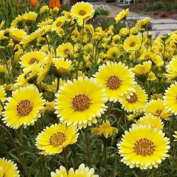 Tidy Tips (Layia Platyglossa) Seeds Great for butterfly and hummingbird gardens