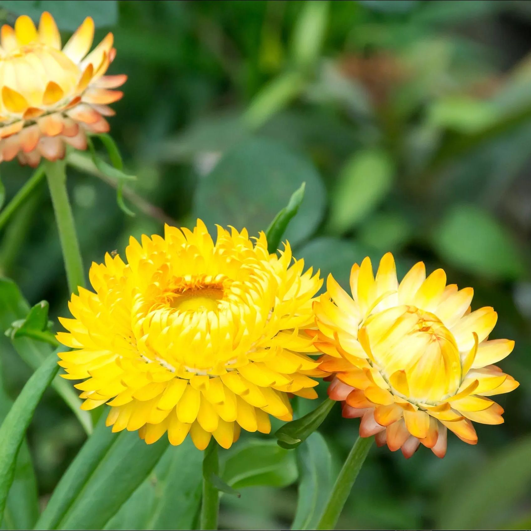 STRAWFLOWER SEEDS - GOLDEN YELLOW 50 SEEDS