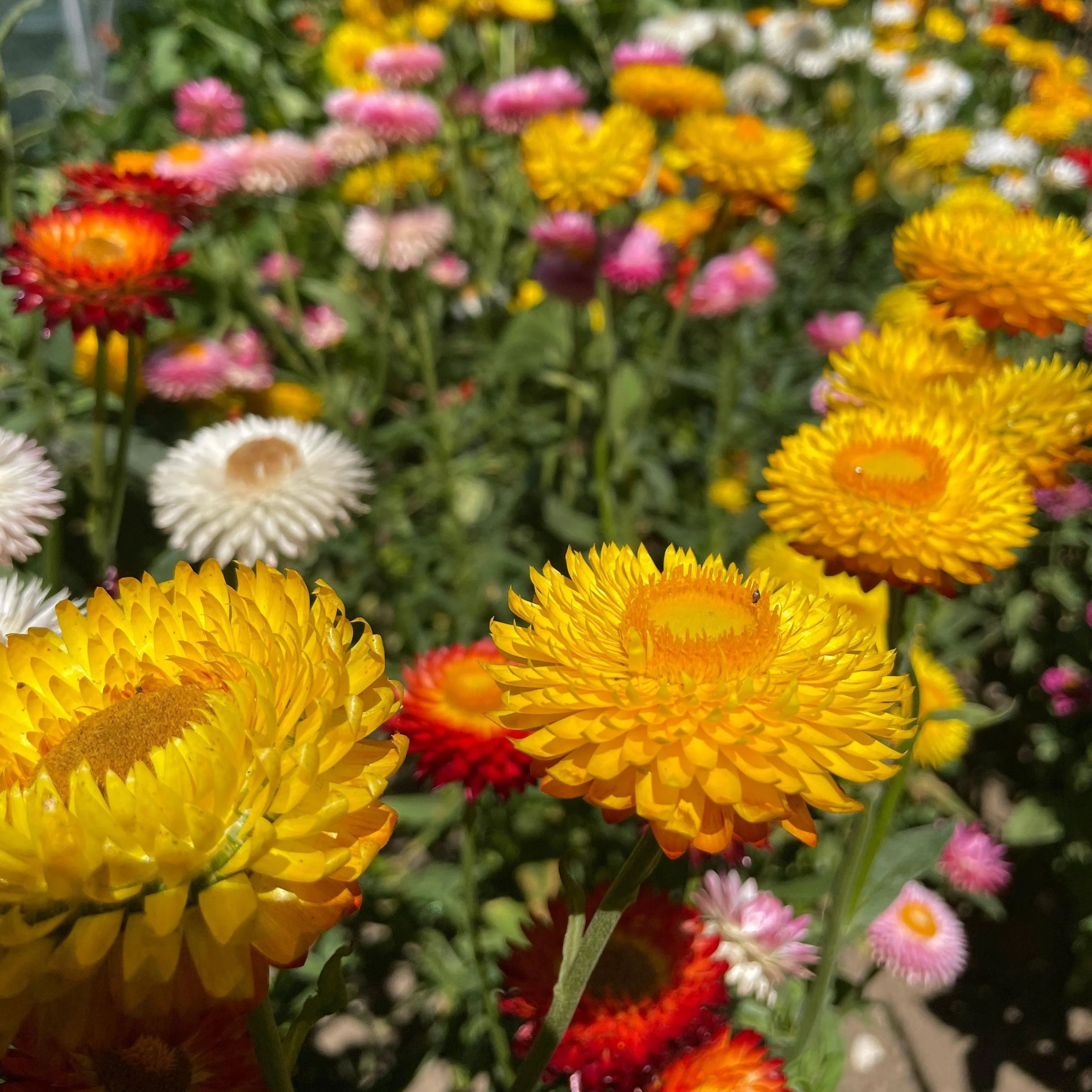 STRAWFLOWER SEEDS - GOLDEN YELLOW 50 SEEDS