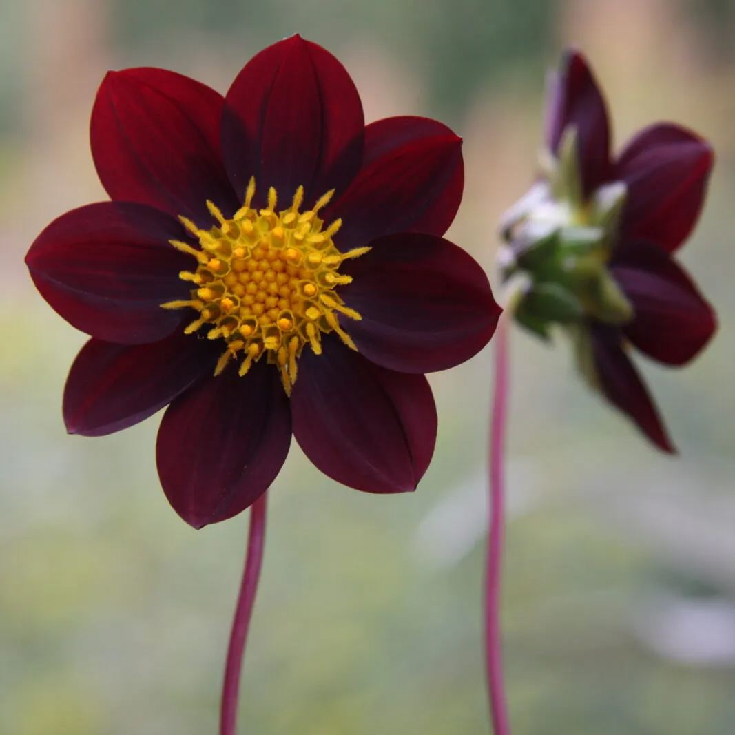 Mexican Star Dahlia