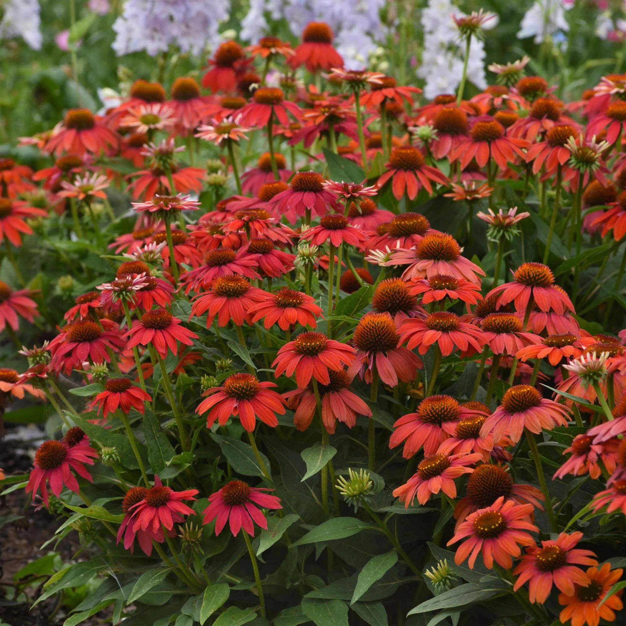 Lakota Red Coneflower