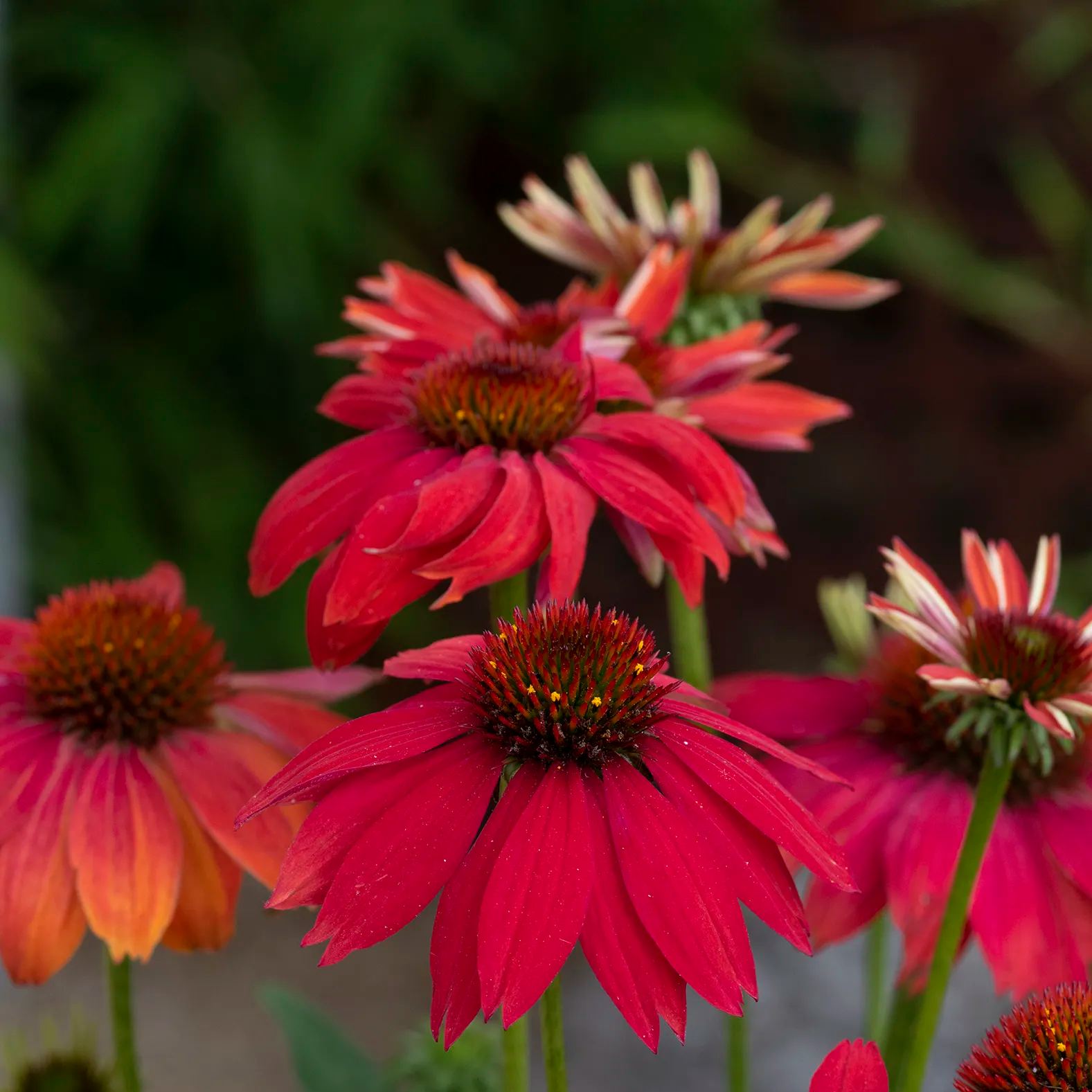 Lakota Red Coneflower
