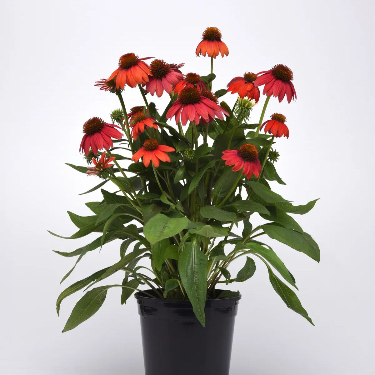 Lakota Red Coneflower