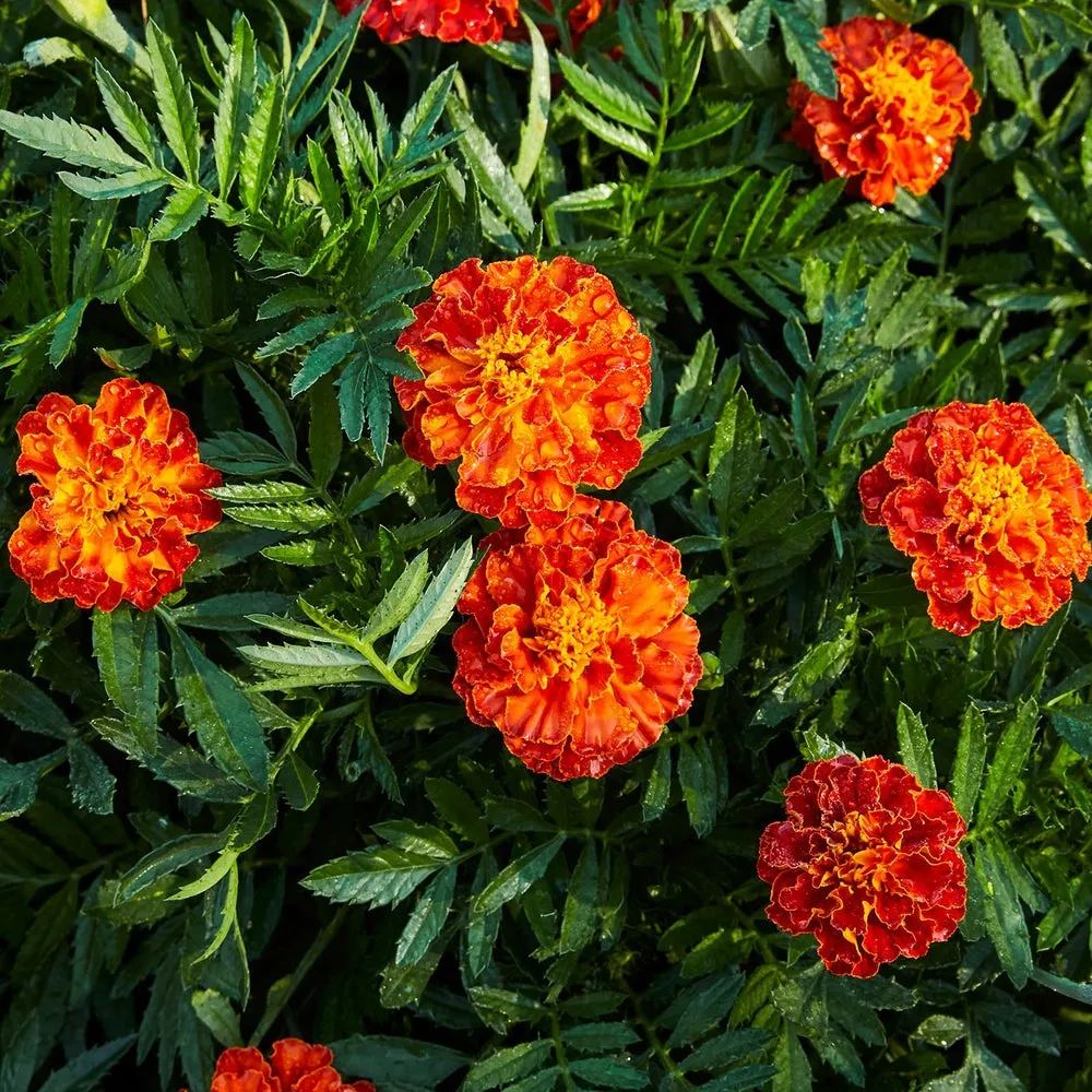 Rare Flower Plant Seeds 200+ Marigold Seeds - Queen Sophia