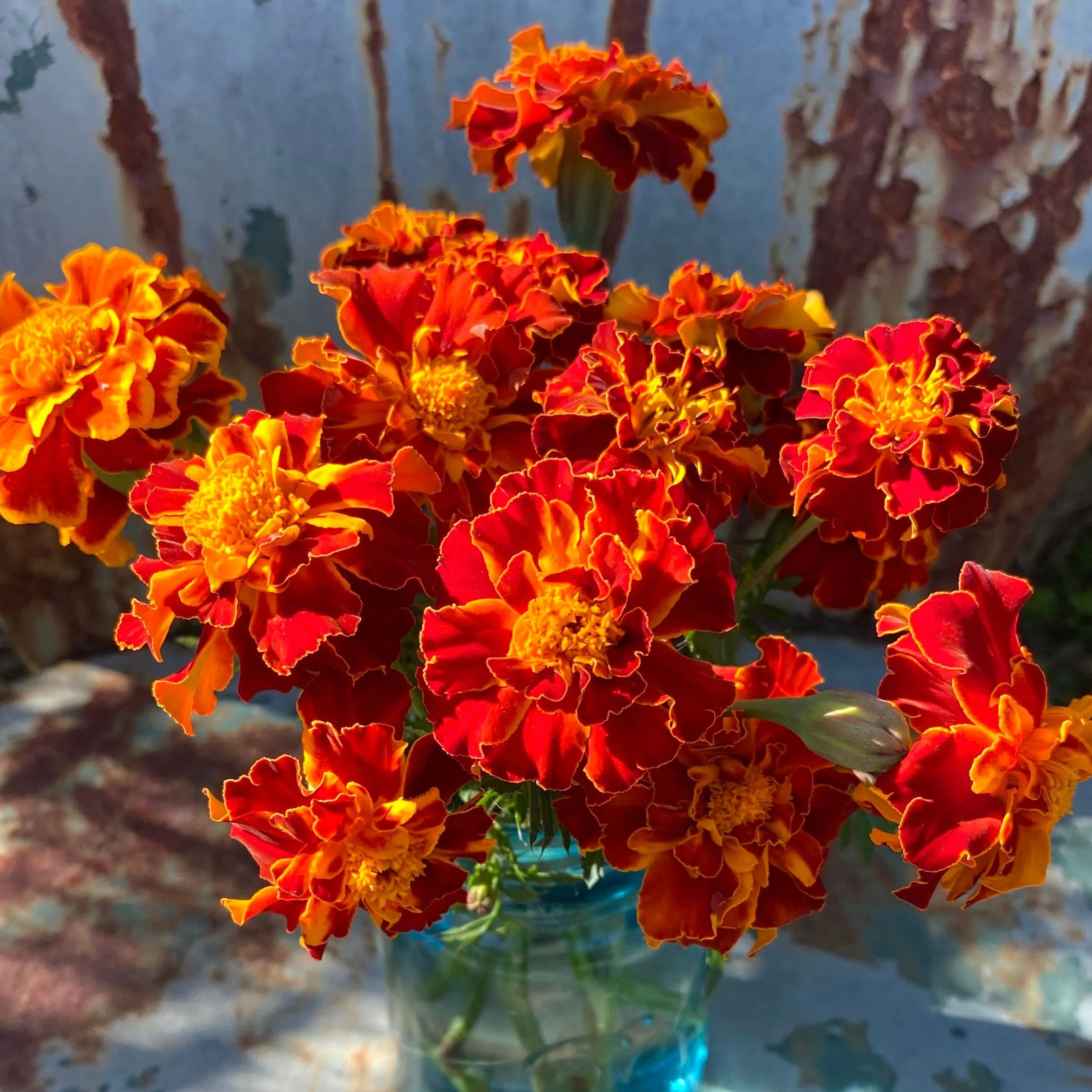 Rare Flower Plant Seeds 200+ Marigold Seeds - Queen Sophia