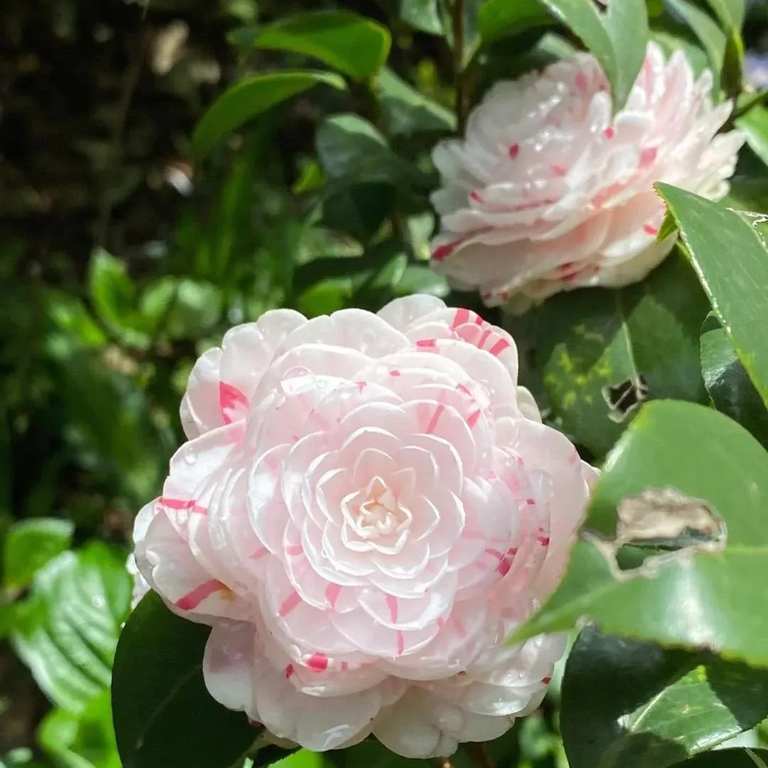Eighteen Petal Pink Camellia Seeds