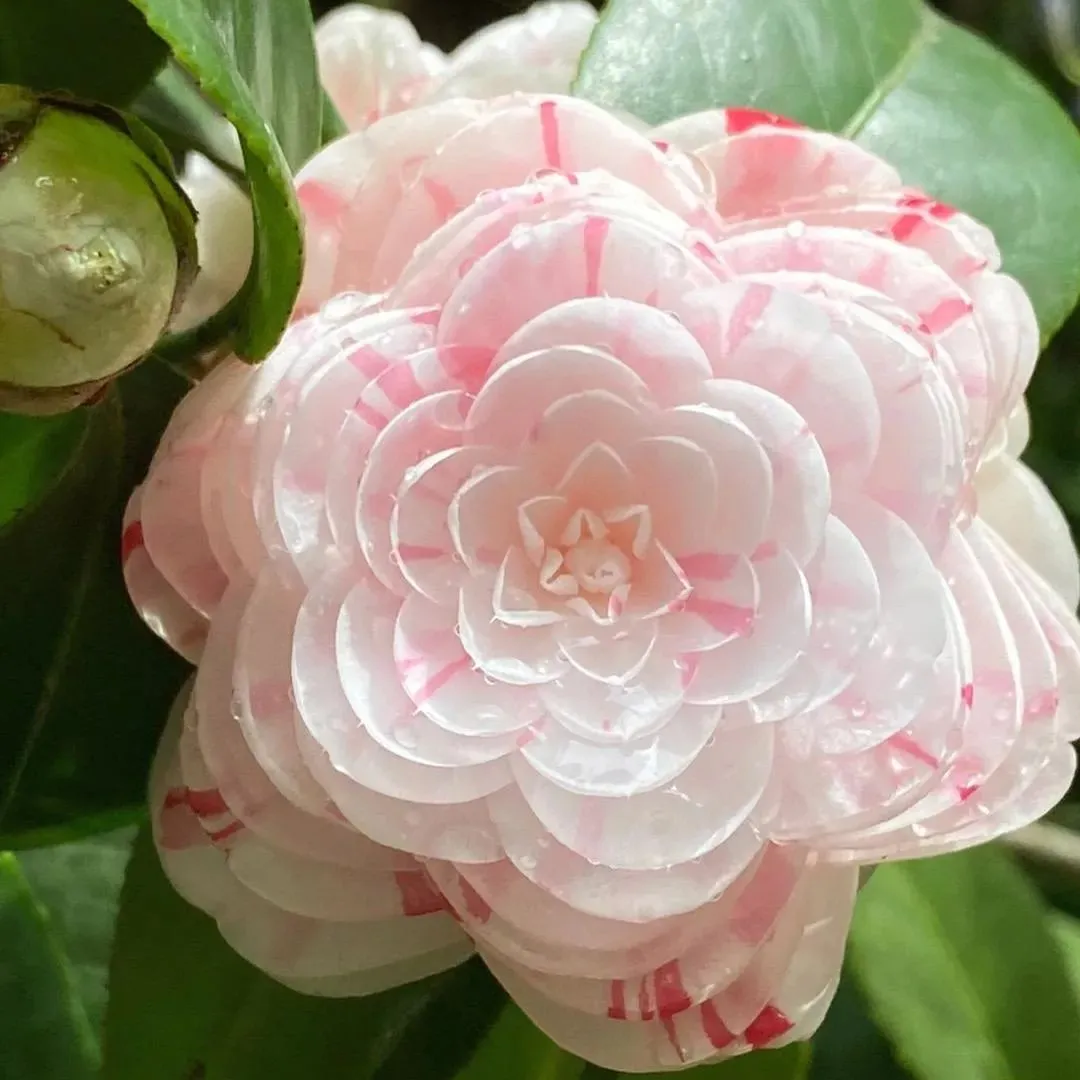 Eighteen Petal Pink Camellia Seeds