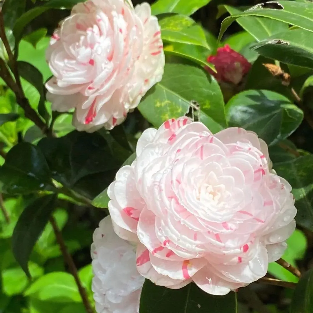 Eighteen Petal Pink Camellia Seeds