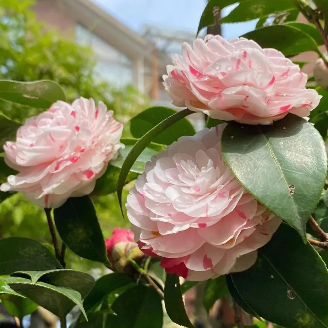 Eighteen Petal Pink Camellia Seeds