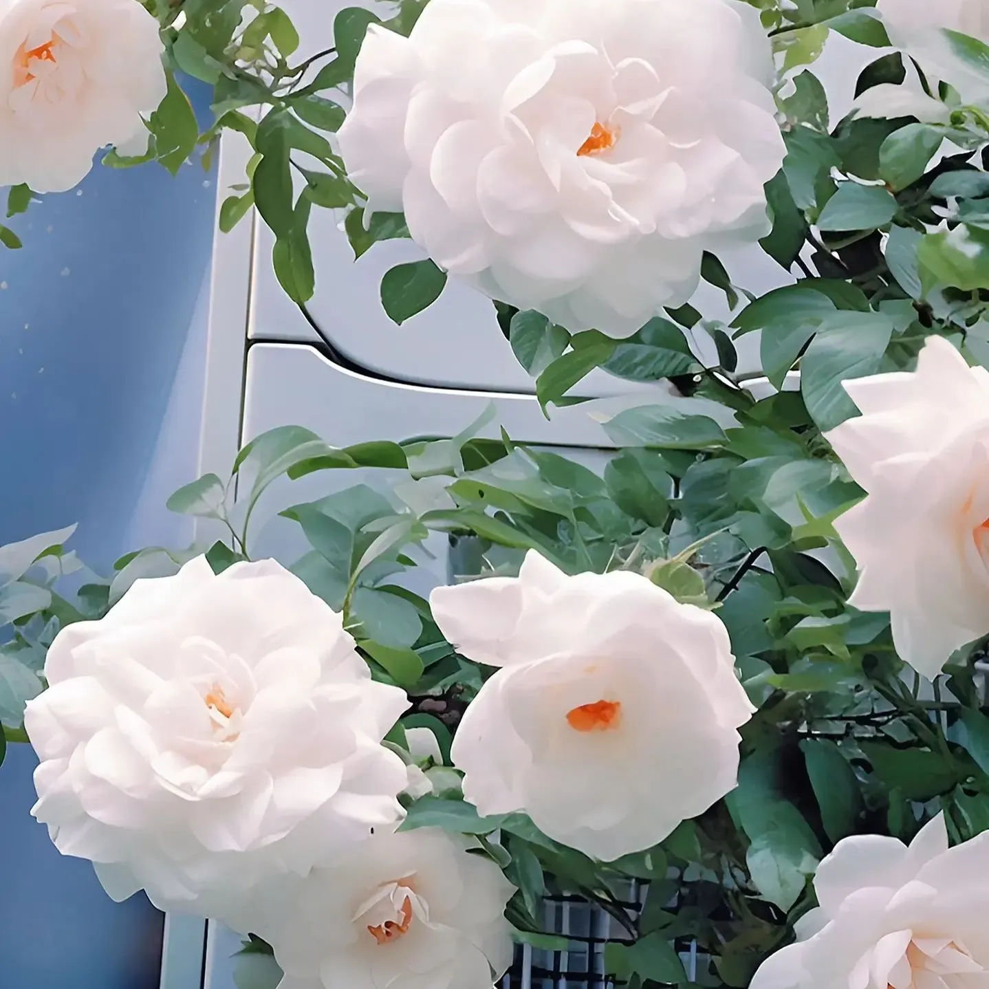 Red Heart White Petal Camellia Seeds