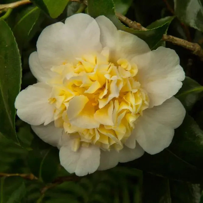 Yellow Camellia Seeds