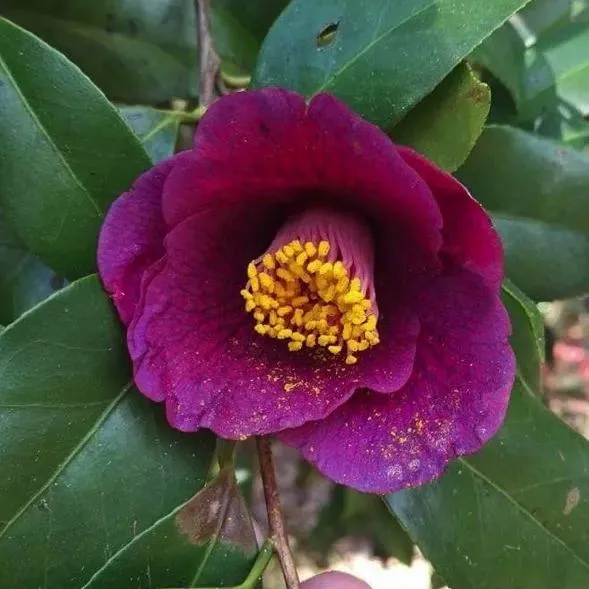 Sennen Fujimurasaki Camellia Seeds