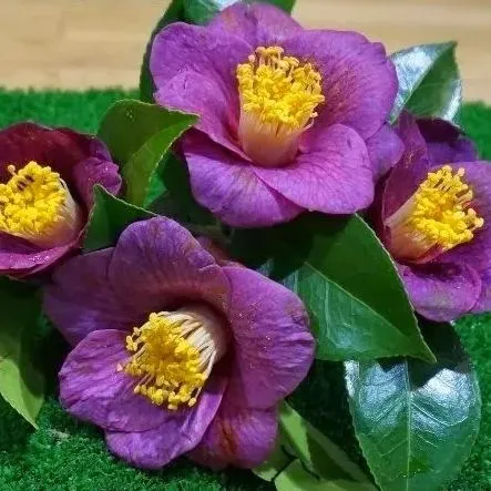 Sennen Fujimurasaki Camellia Seeds