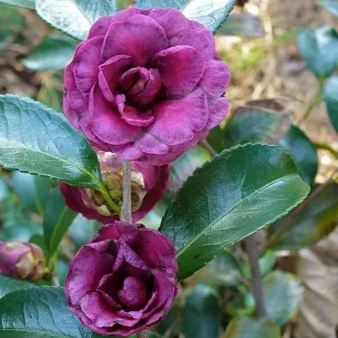 Sennen Fujimurasaki Camellia Seeds