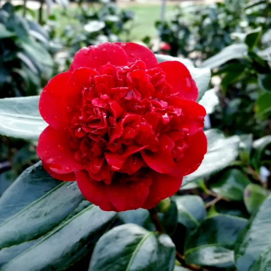 Red Camellia japonica 'Mary Allen Sargent' Seeds