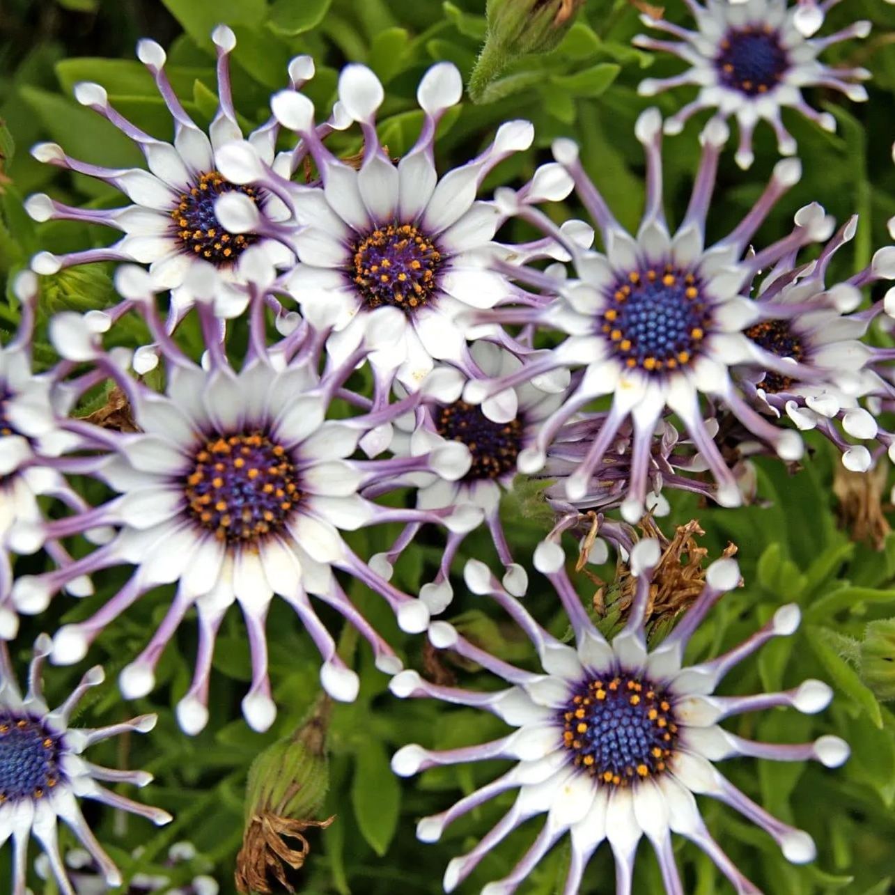 Rare Daisy Seeds- African Daisy Whirligig