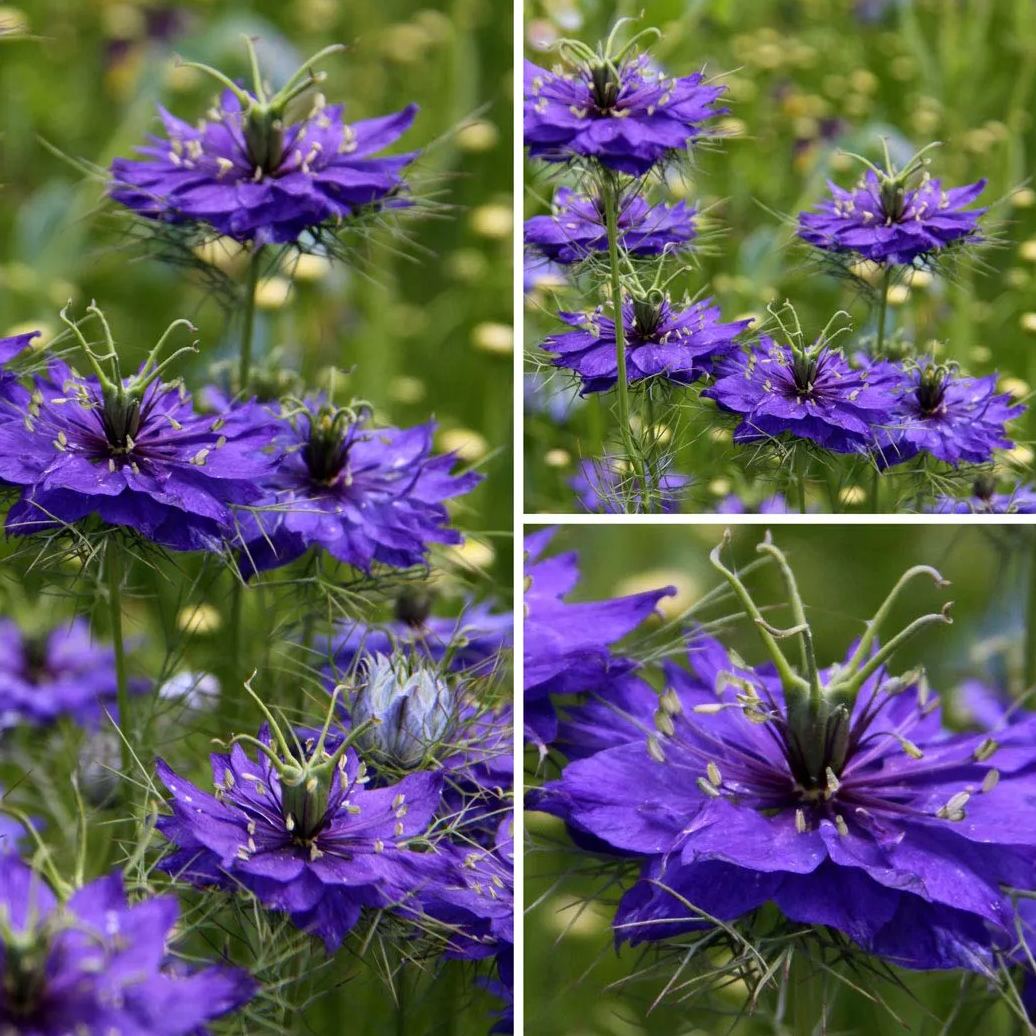 Nigella damascena 'Deep Blue' Seeds