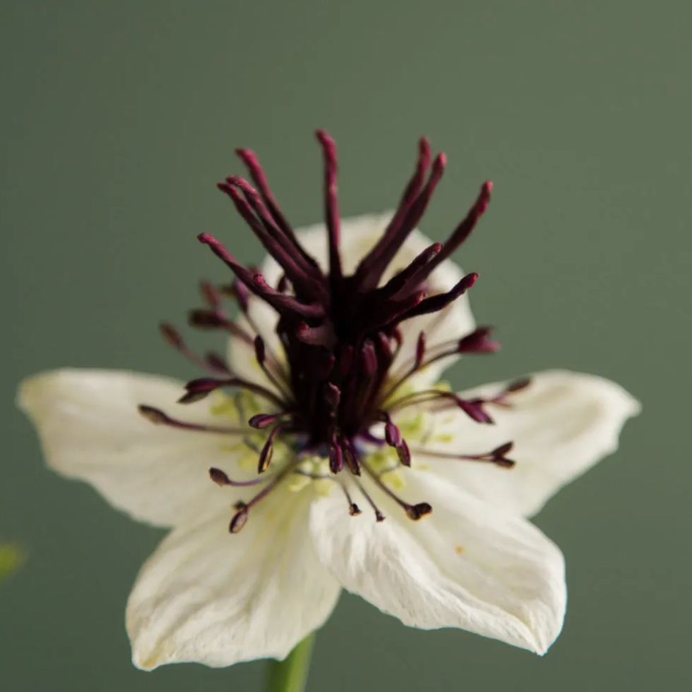 Nigella hispanica White Seeds