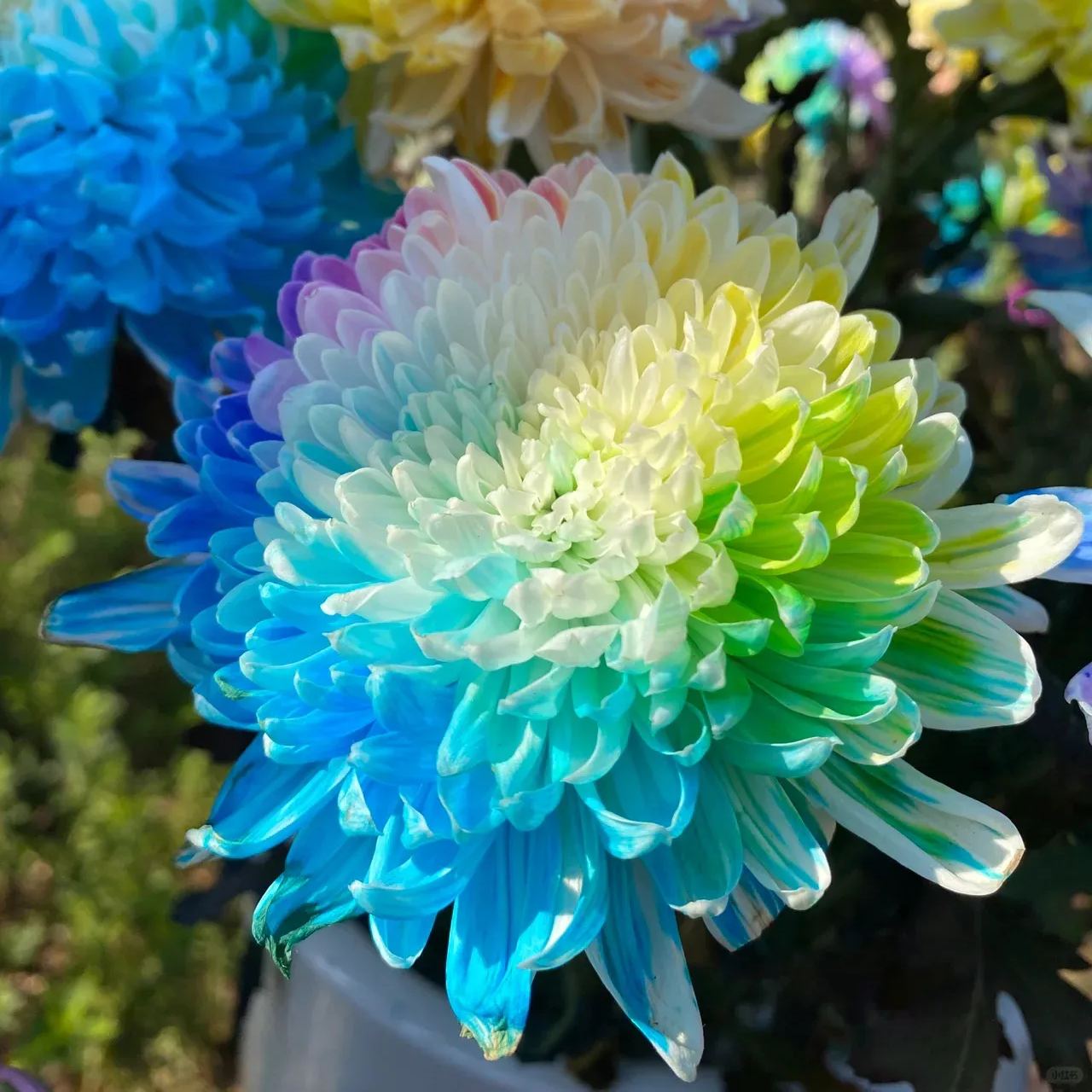 Rainbow Chrysanthemum Seeds