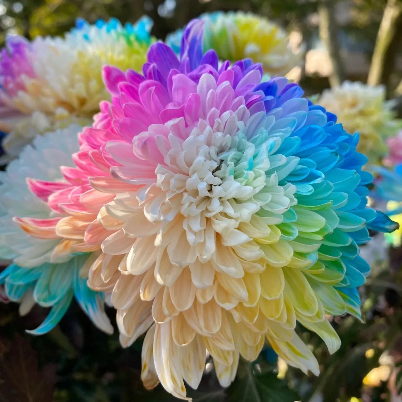 Rainbow Chrysanthemum Seeds