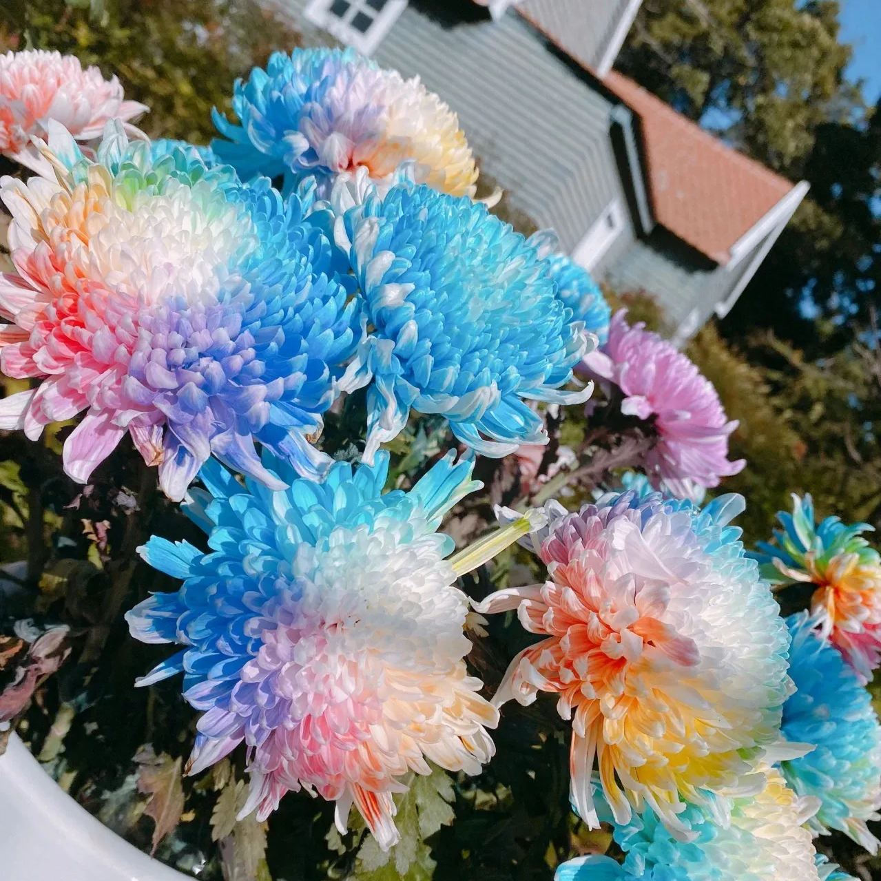 Rainbow Chrysanthemum Seeds