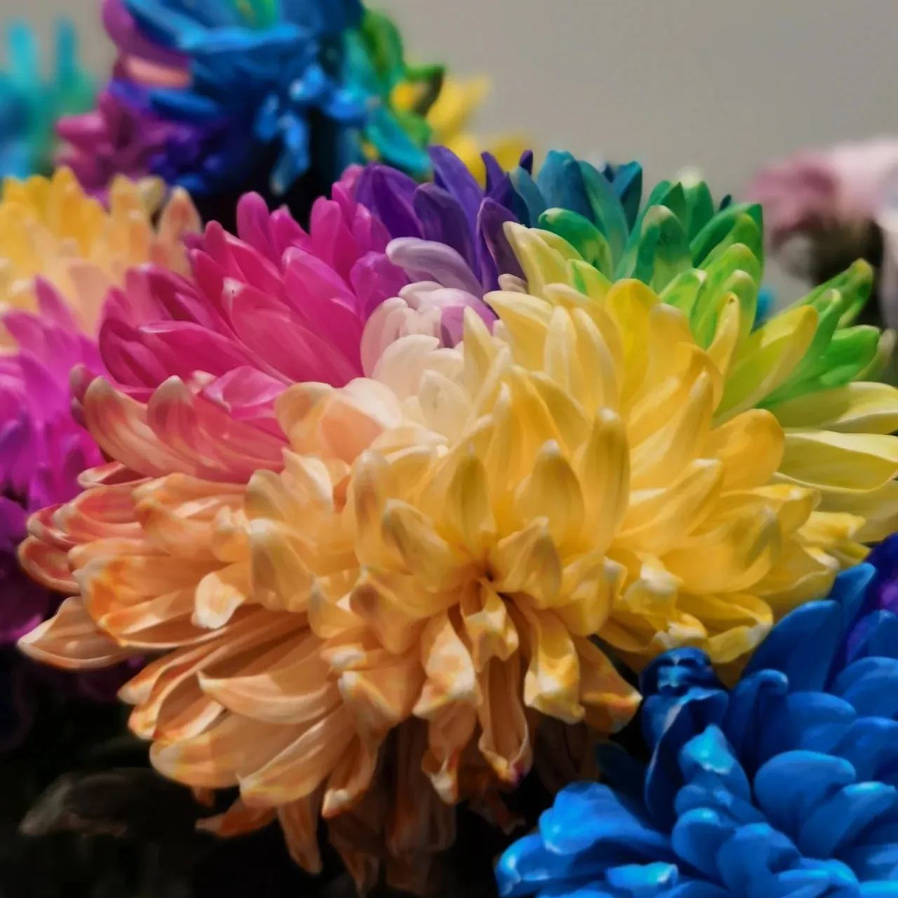 Rainbow Chrysanthemum Seeds