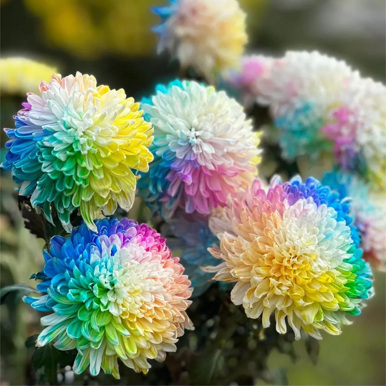 Rainbow Chrysanthemum Seeds
