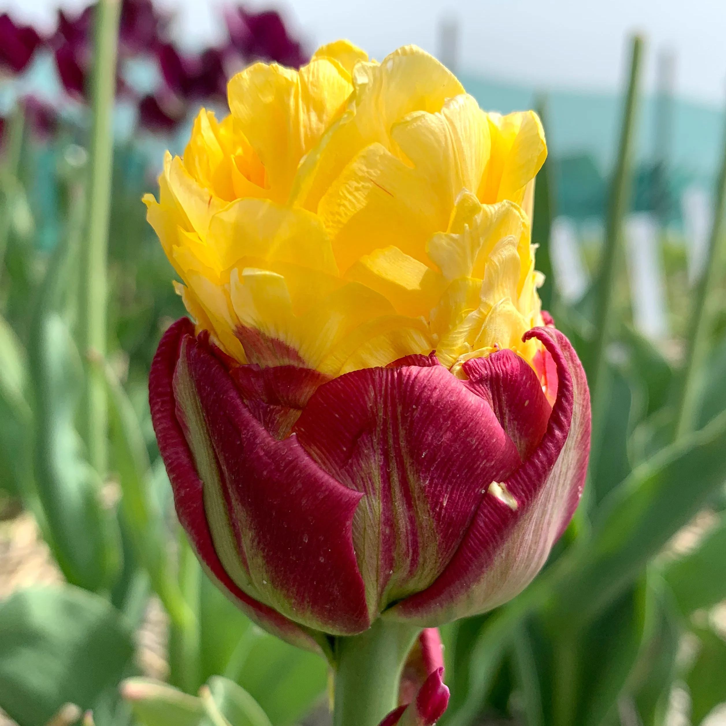 Ice Cream Banana Tulip Seeds