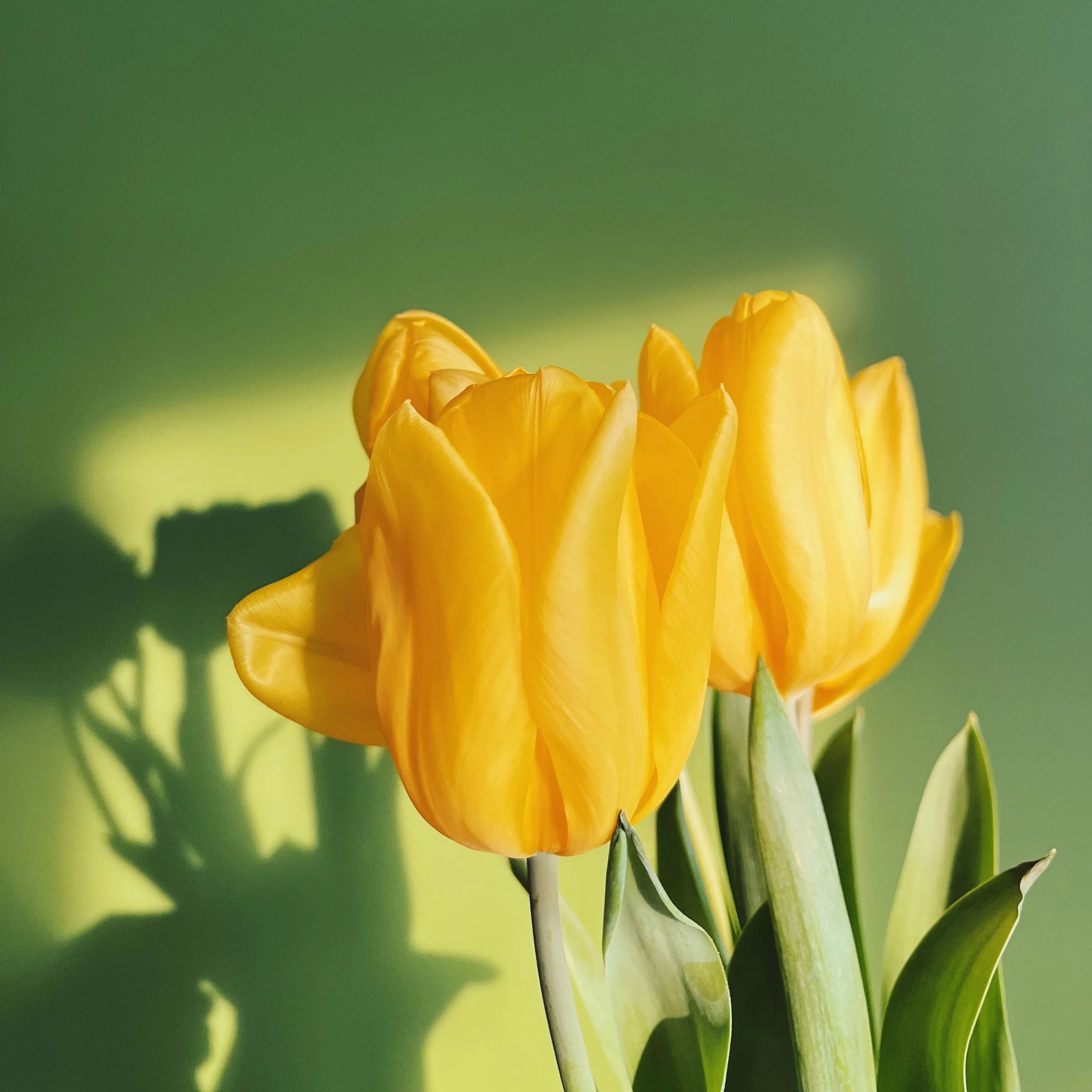 Golden Parade Tulip Seeds