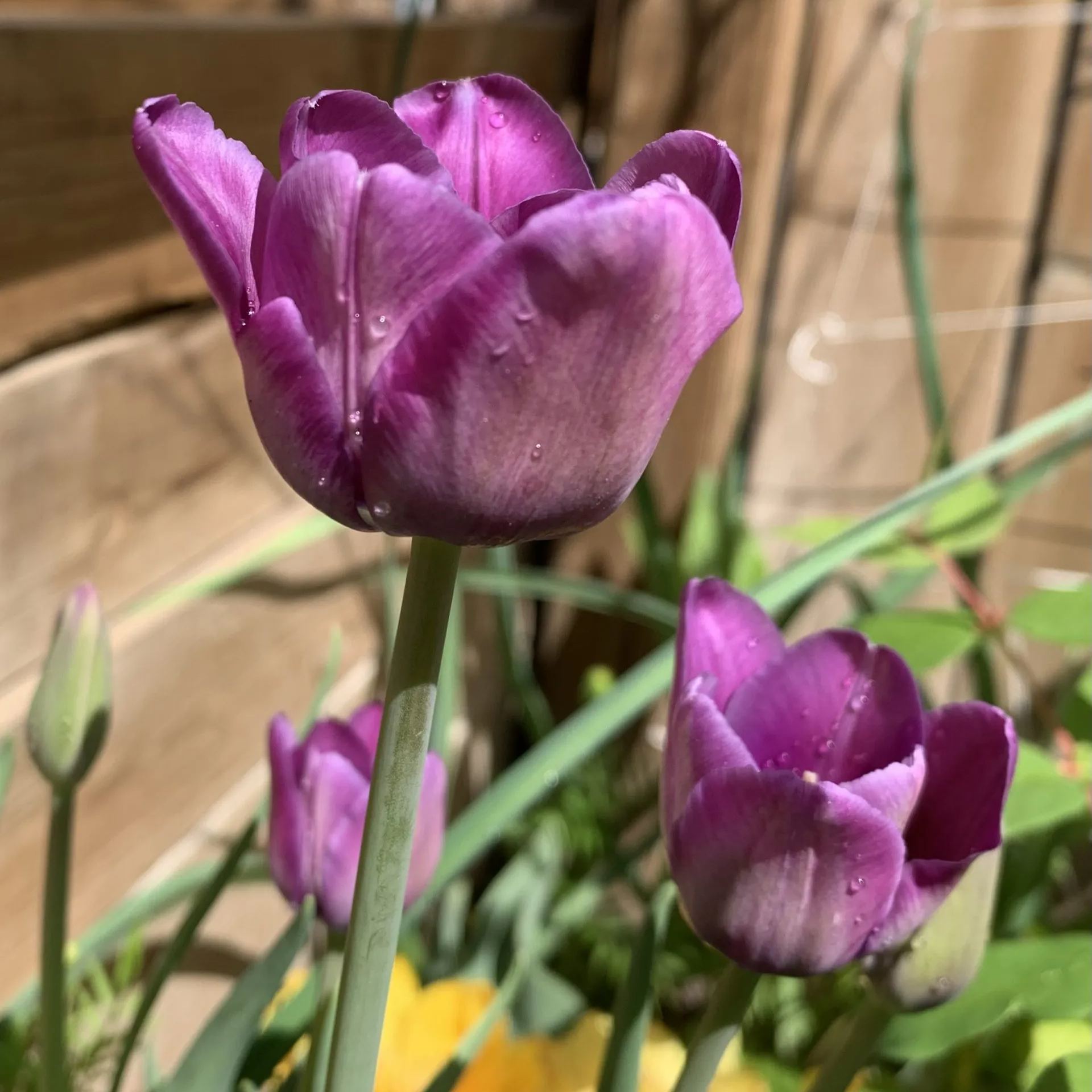 Bleu Aimable Tulip Seeds