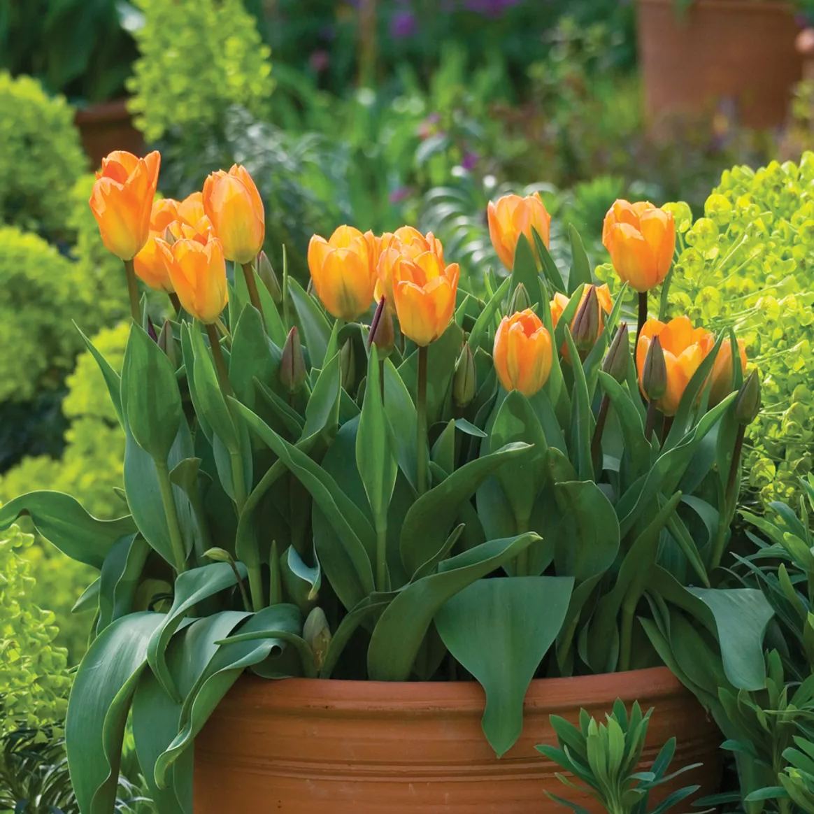 Orange Emperor Tulip Seeds