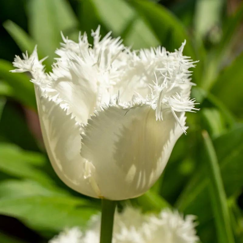 White Fringed Tulip Seeds