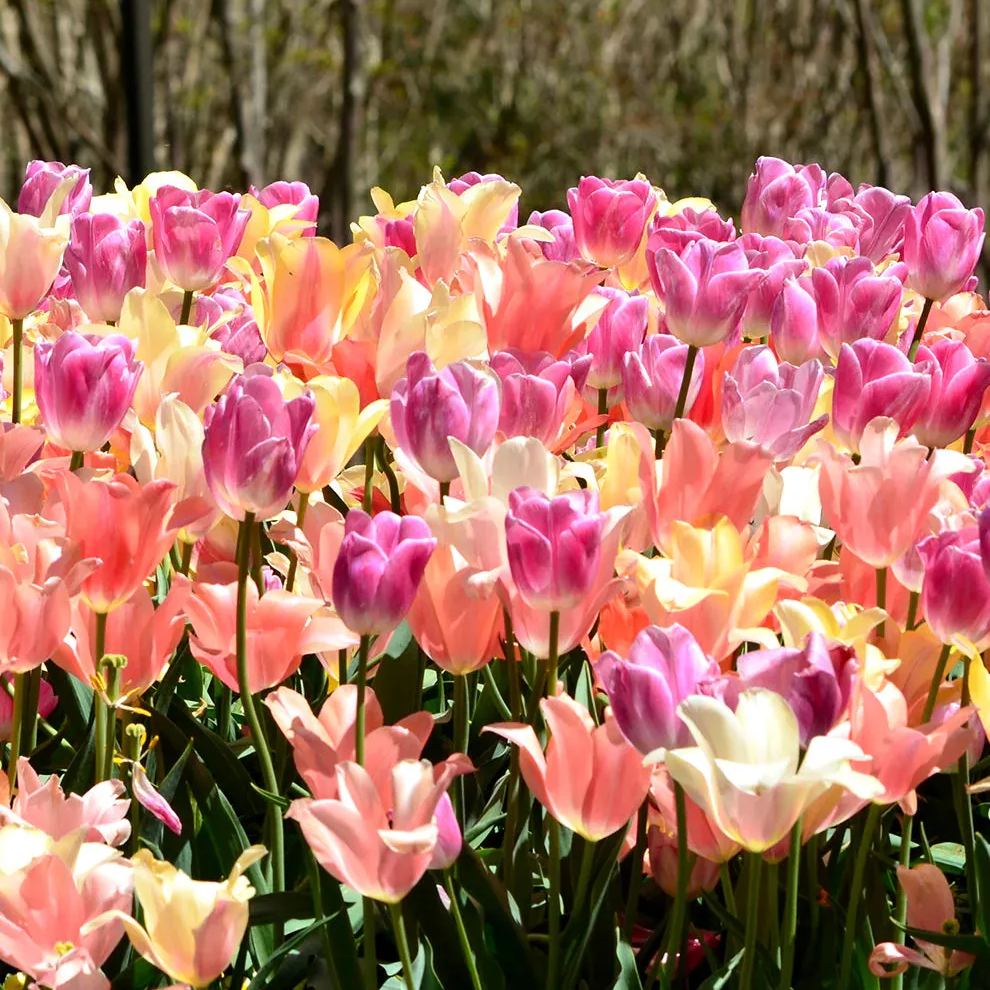 Tulip Perfect Pastel Collection™