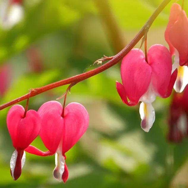 Lamprocapnos Spectabilis Flower Seeds
