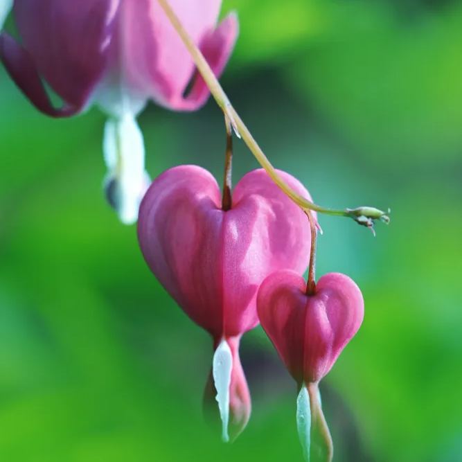 Lamprocapnos Spectabilis Flower Seeds