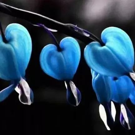 Lamprocapnos Spectabilis Flower Seeds