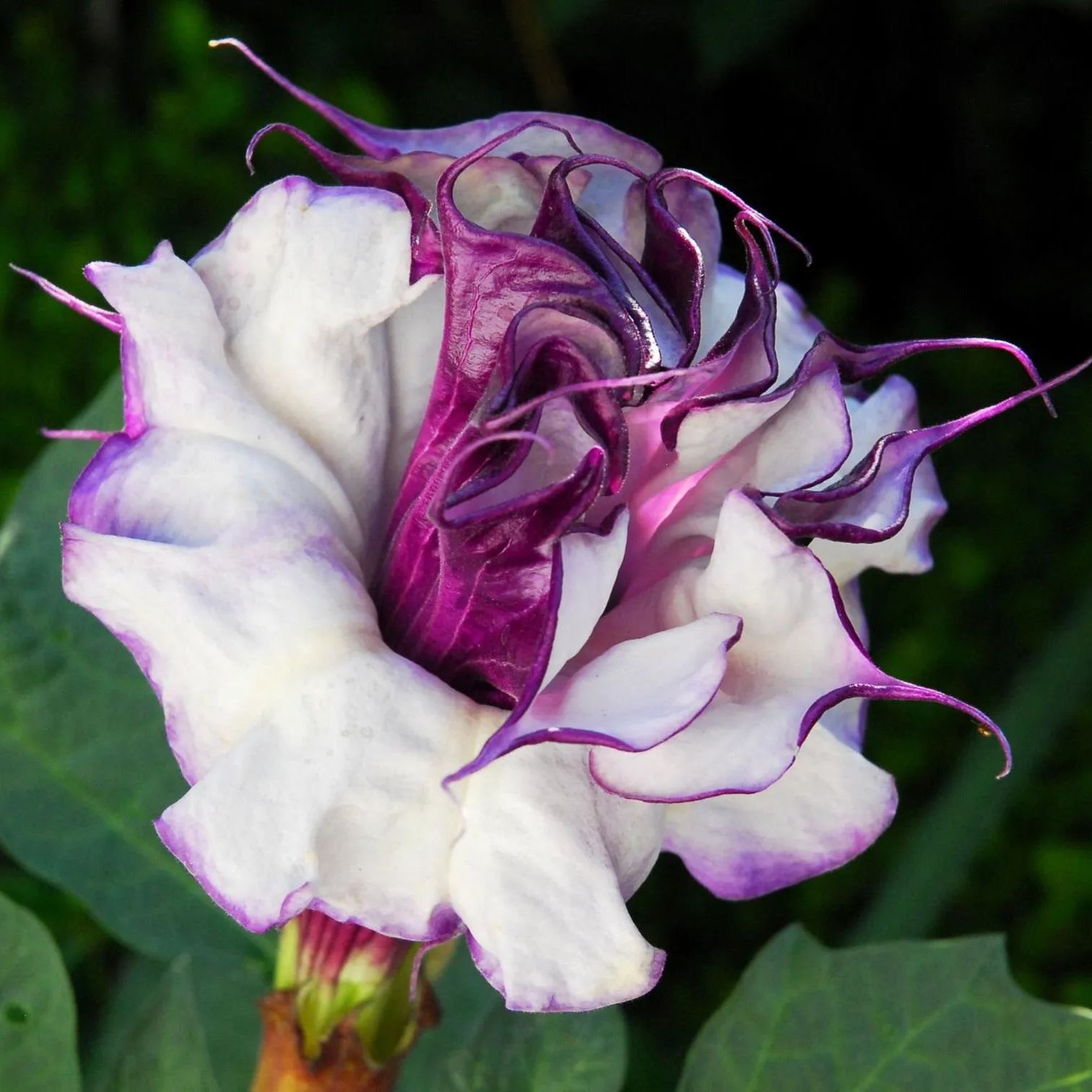 Datura metel Fastuosa Seeds