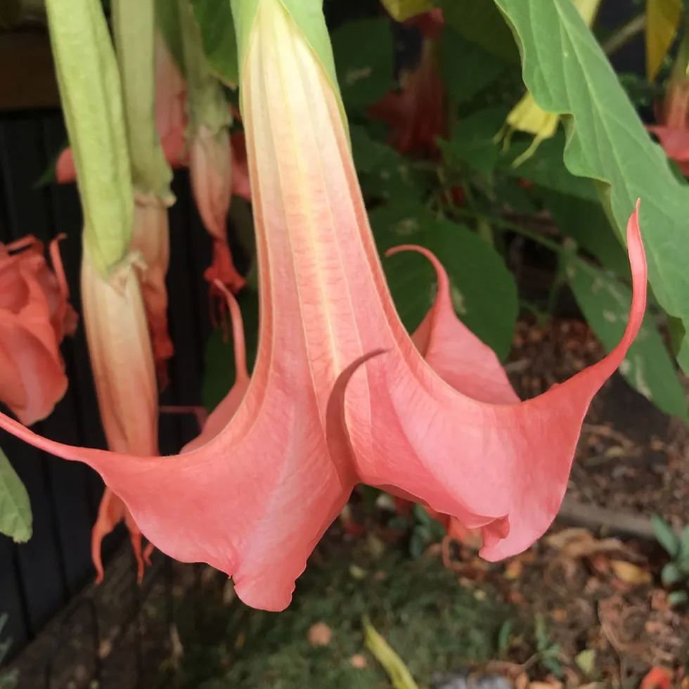 Red Hot Pink Datura Seeds
