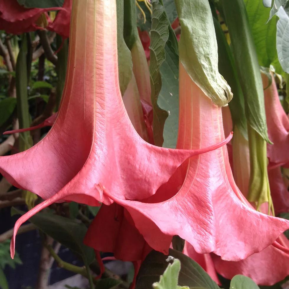 Red Hot Pink Datura Seeds