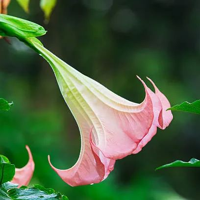 Red Hot Pink Datura Seeds