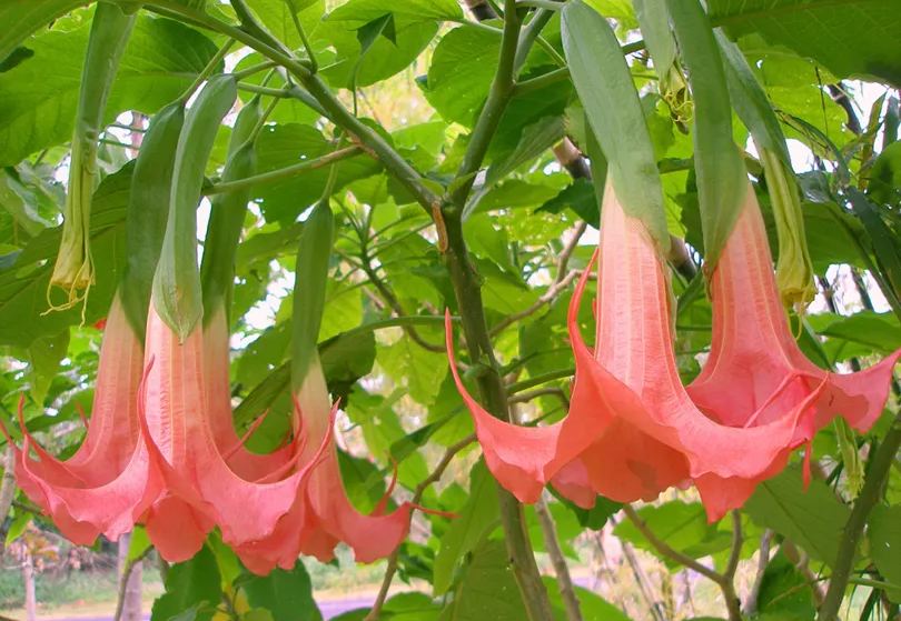 Red Hot Pink Datura Seeds